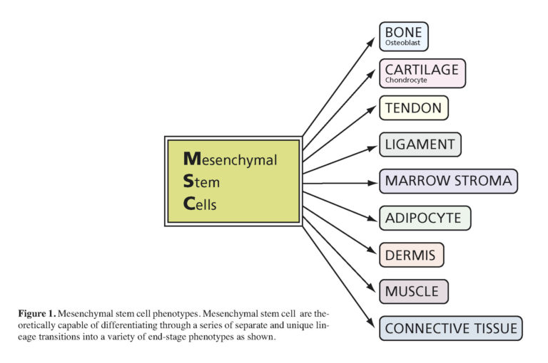 BACK TO THE FUTURE Mesenchymal Stem Cells CellR4