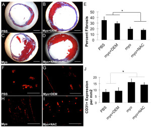 Fig_4_Antioxidantmyoblaststudy