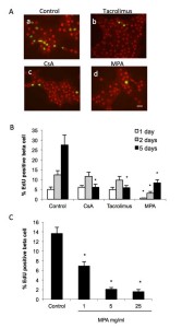 Figure 3. Immunosuppressive drugs inhibit beta cell proliferation. Islet cells were attached on culture dishes during 24h. Then cells were cultured for additional 1-5 days with EdU in presence or not of CsA, tacrolimus or MPA, at the concentration indicated. Cells were fixed and replication in beta cells was determined by EdU incorporation and PDX1 immnunofluorescence. A, fluorescence microscopic views of cells labelled for EdU (green) and PDX1 (red), bar = 20 μm. B-D, bar graphs showing the quantifications of EdU positive beta cells, mean ± SEM, n=3-5; *p < 0.05 vs. control.