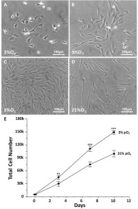 Figure 1. SwMIAMI cells are small and proliferate faster in a low oxygen environment. SwMIAMI cells were expanded at low-density (100 cells/cm2) in a low oxygen environment (3% O2) and in 21% O2 for up to 10 days. Cell morphology at 3 days (A) and 7 days (B) at 3% O2. Comparison of cell morphology between 3% O2 (C) versus 21% O2 (D) after 10 days. Cell counts were performed to determine the proliferation rates of swMIAMI cells, demonstrating increased cell numbers at 3% O2 versus 21% O2 (E). Each point and error bar represent the mean ± SD for triplicate determinations; **p < 0.01; ***p < 0.001 compared to 21% O2.