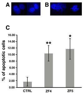 Figure 3. Percentage assessment of apoptotic cells. Apoptosis was evaluated by DAPI staining in control untreated cells and in hASCs that had been treated for 72 hours with ZF4, or ZF5 (10 μg/ml). A and B, Representative images of nuclear morphology in control and treated hASCs, respectively. C, Percentage changes in the amount of apoptotic cells. Data are expressed as mean ± standard deviation of three independent experiments performed in duplicate on hASCs derived from three independent subjects. Nuclear morphology highlights a significant increase of apoptosis in all treated cells, as compared with control (CTRL) hASCs (*p < 0.05, **p < 0.01). Statistical analysis was determined by t-test method.