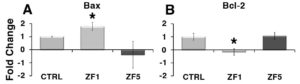 Figure 4. Analysis of the effect of early and late developmental stage factors on the gene transcription of apoptotic modulators. The gene expression of Bax or Bcl-2 was evaluated by real-time PCR in controls and hASCs that had been culture for 72 hours in the presence of 10 μg/ml ZF 1, or ZF5. The amount of Bax (A) or Bcl-2 (B) mRNA from control (CTRL) and treated hASCs (ZF1 or ZF5) was normalized to HPRT1 and was plotted as fold change relative to the mRNA expression of control untreated cells, defined as 1. Data are expressed as mean ± standard deviation of three independent experiments performed in duplicate on hASCs derived from three independent subjects. * Significantly different from the control (p < 0.05). Statistical analysis was determined by t-test method.