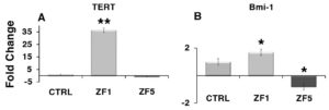 VenturaC-Zebrafish-Figure 6